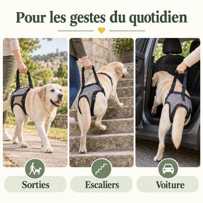 Harnais de soutien arrière pour chien
