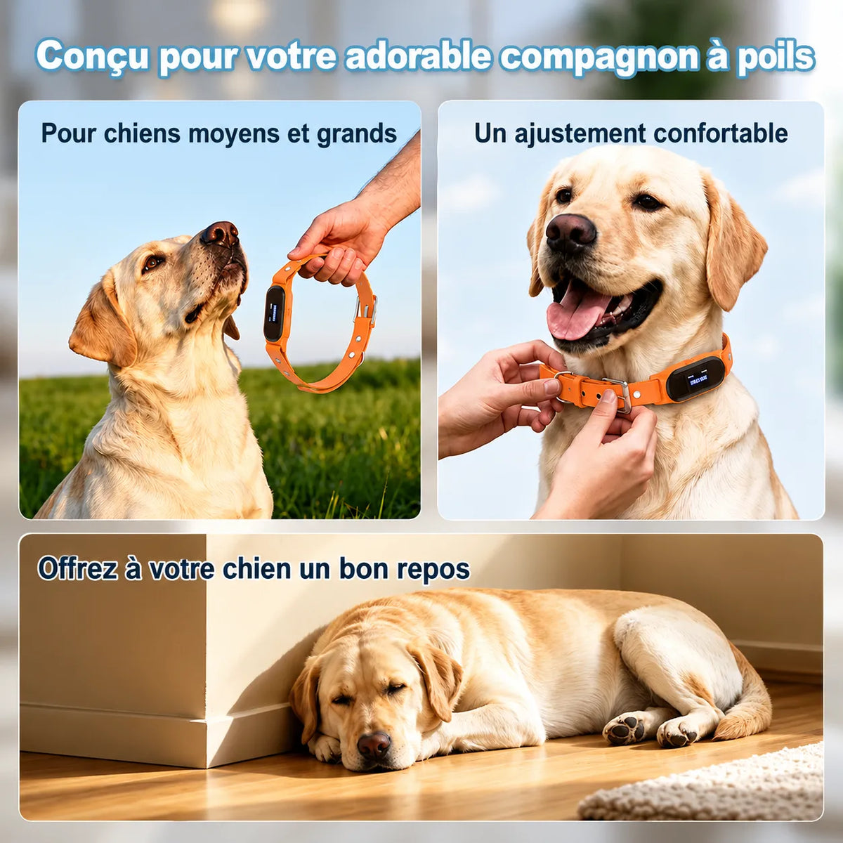Labrador portant le collier GPS orange BuddyOra, illustrant l'ajustement de la boucle et le confort de l'animal au repos.