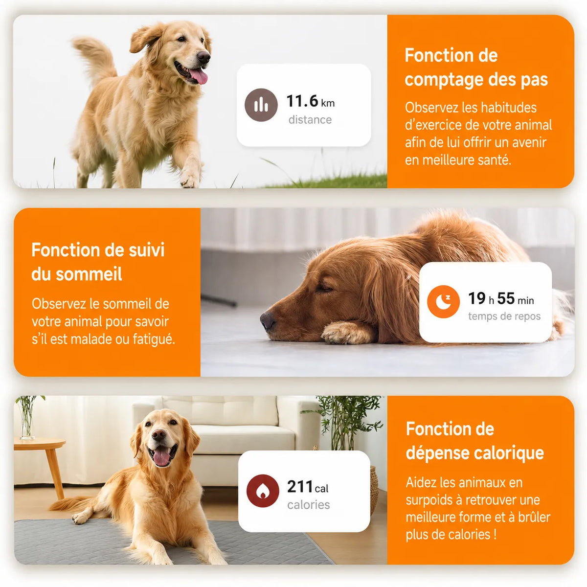 Golden retriever avec collier GPS orange : suivi des pas, du sommeil et des calories sur l'application mobile.