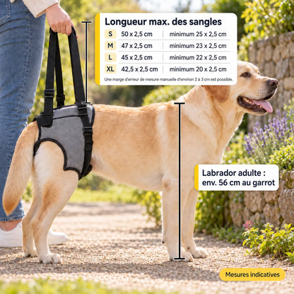 Harnais de soutien arrière pour chien