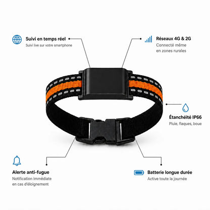 BuddyOra – Traceur GPS pour chiens et chats sans abonnement